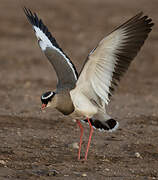 Crowned Lapwing