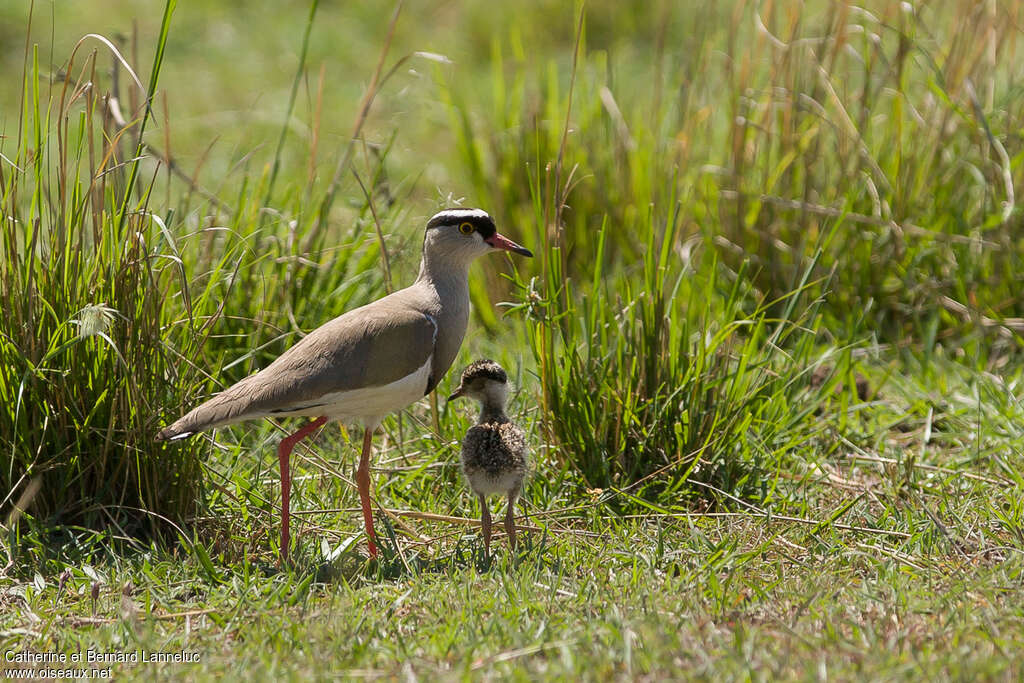 Crowned Lapwing, habitat