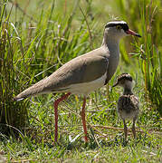 Crowned Lapwing