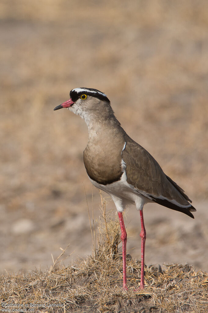 Crowned Lapwingadult, identification