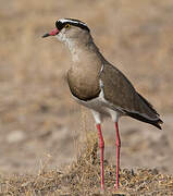 Crowned Lapwing