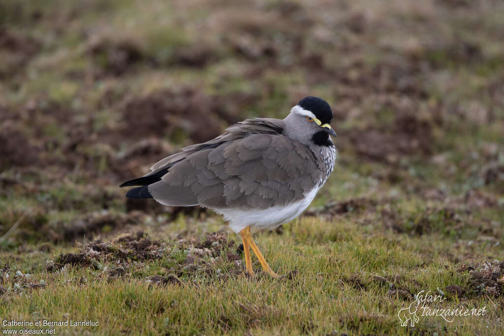 Vanneau d'Abyssinieadulte, identification