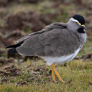 Spot-breasted Lapwing