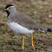 Spot-breasted Lapwing