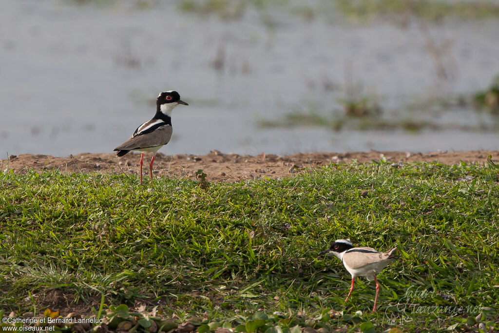 Vanneau de Cayenne, habitat