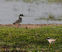 Pied Plover