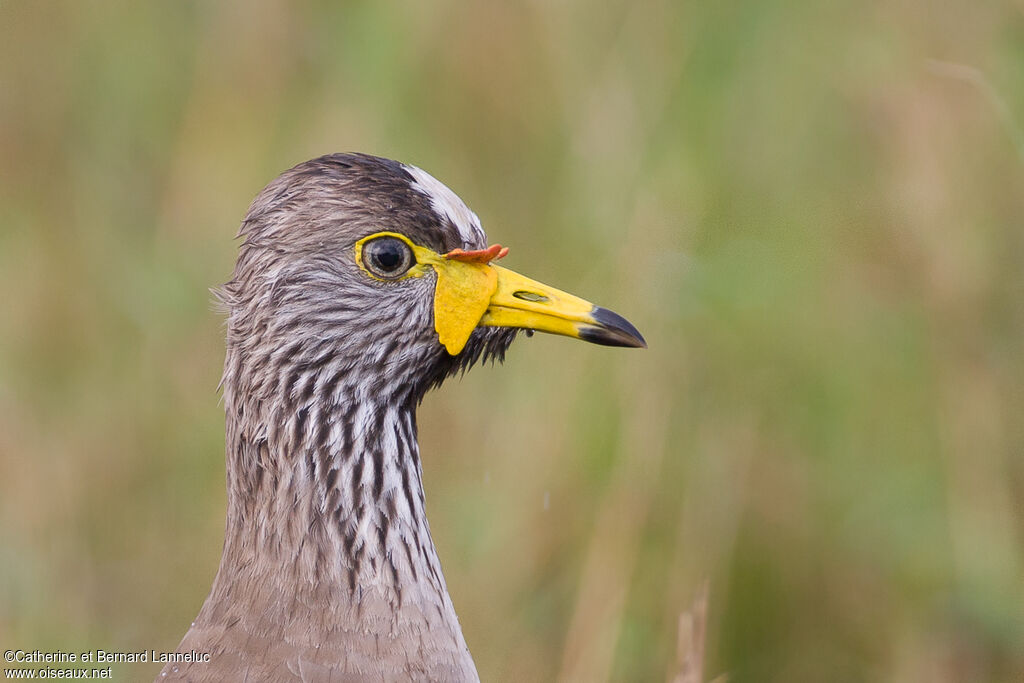 African Wattled Lapwingadult