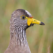 African Wattled Lapwing