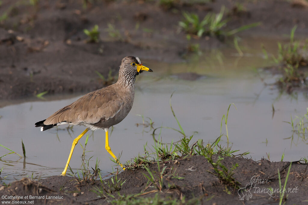 African Wattled Lapwingadult, habitat