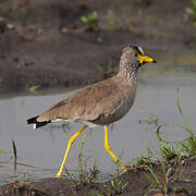 African Wattled Lapwing