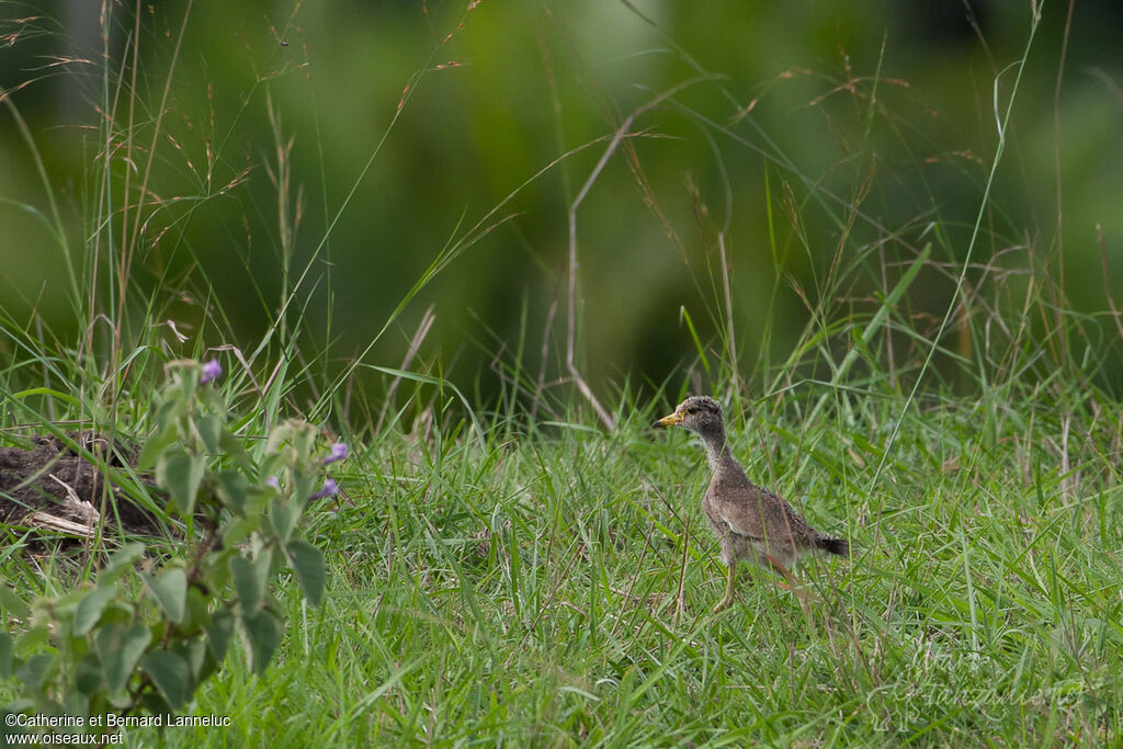 African Wattled Lapwingjuvenile