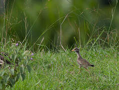 African Wattled Lapwing