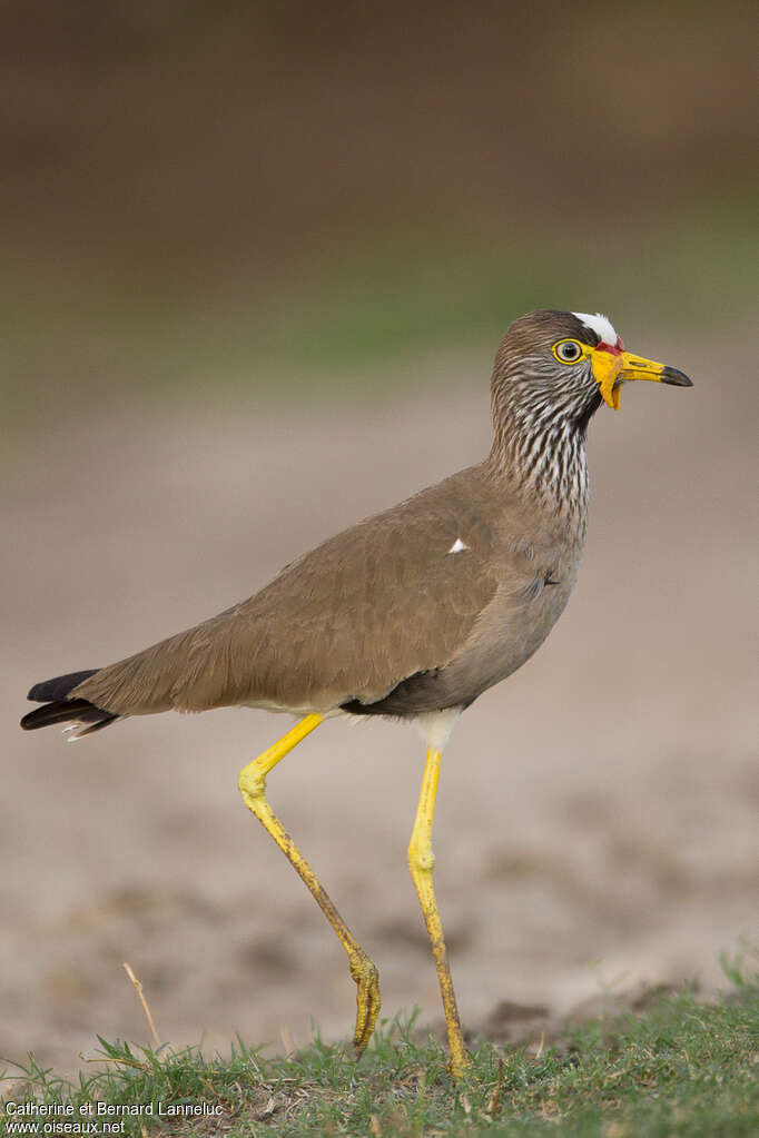 African Wattled Lapwingadult, identification