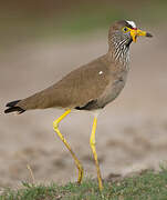 African Wattled Lapwing