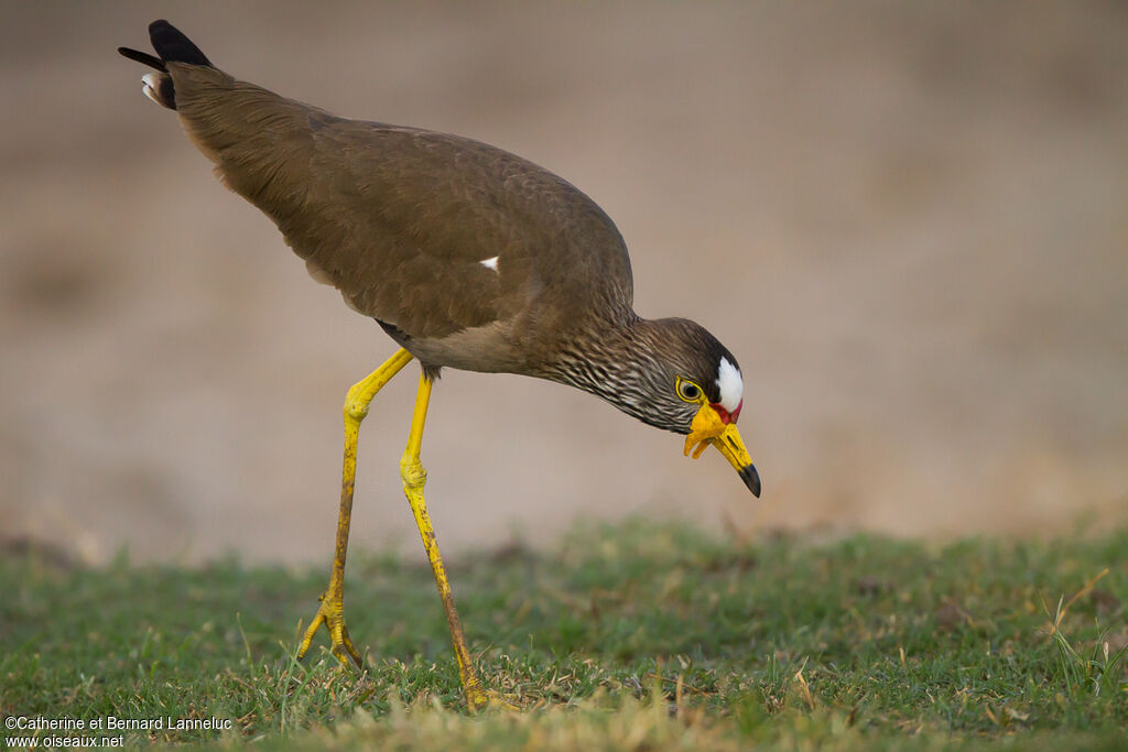 African Wattled Lapwingadult, identification