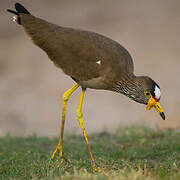 African Wattled Lapwing