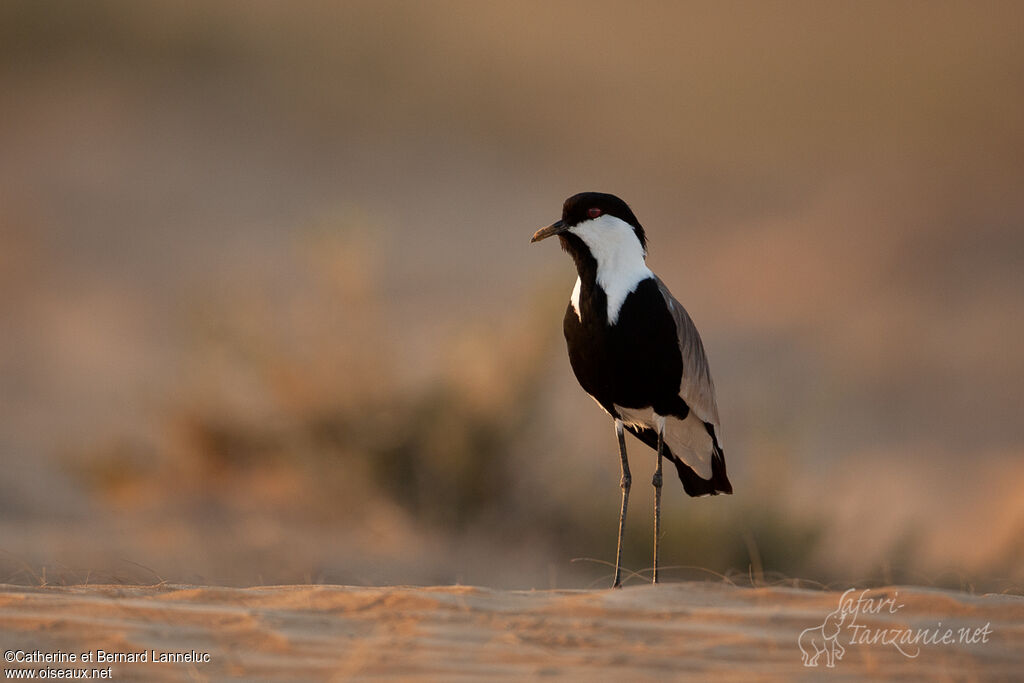 Spur-winged Lapwingadult, identification