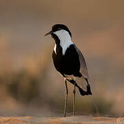 Spur-winged Lapwing