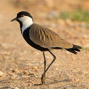 Spur-winged Lapwing