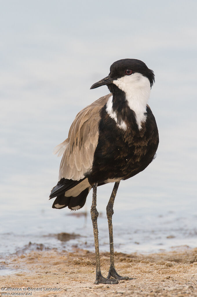 Spur-winged Lapwingimmature, identification