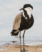 Spur-winged Lapwing