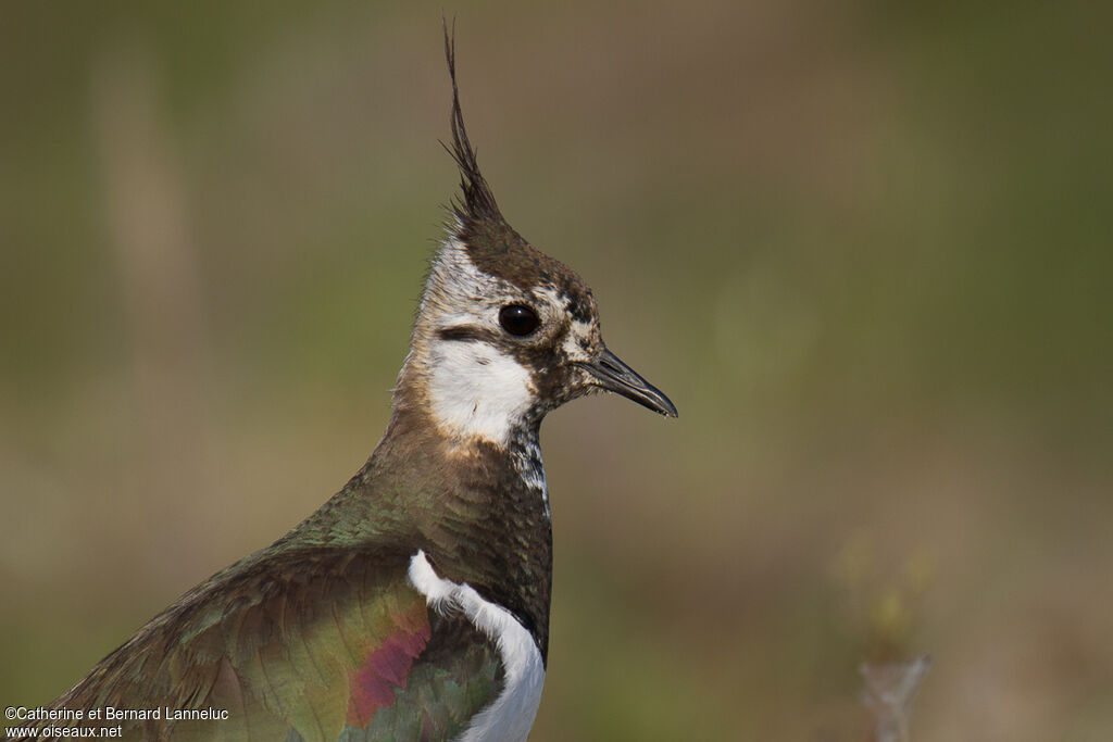 Northern Lapwingadult, identification, close-up portrait