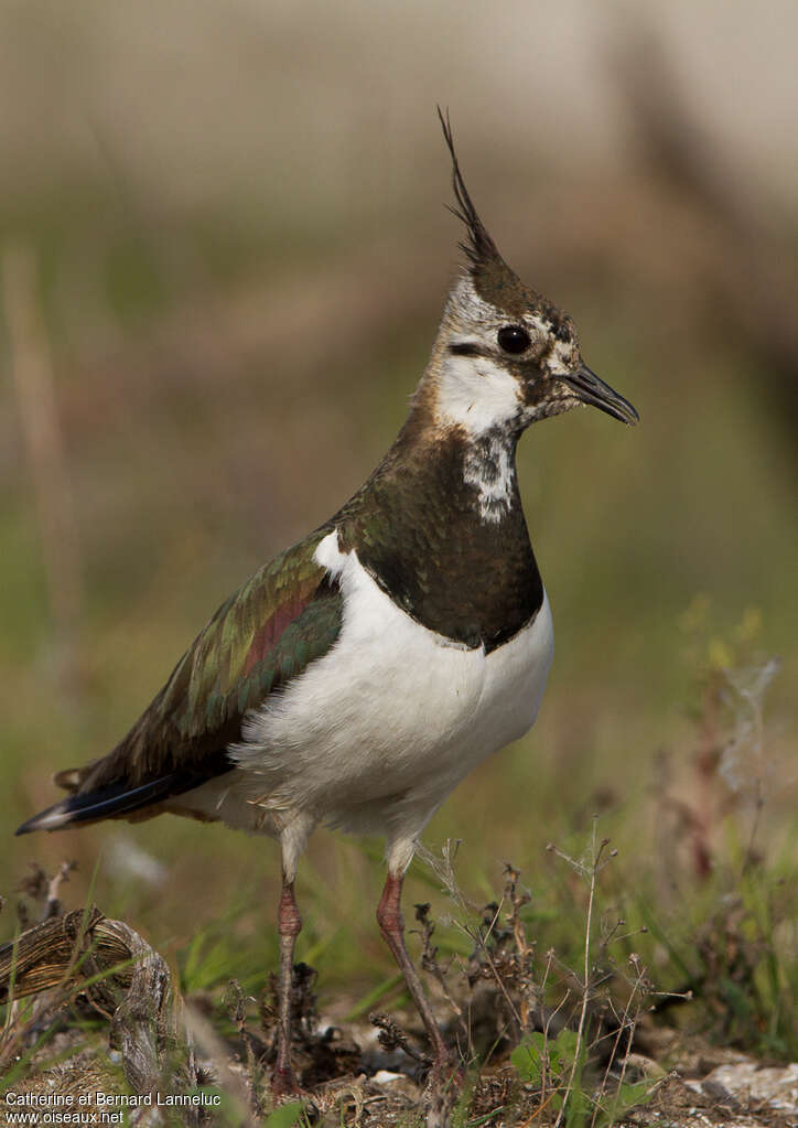 Northern Lapwing female adult, identification, pigmentation