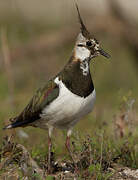 Northern Lapwing