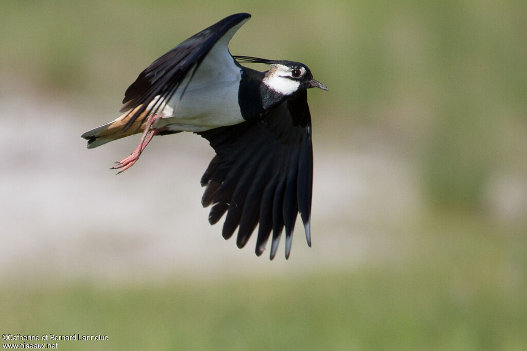 Northern Lapwing, Flight