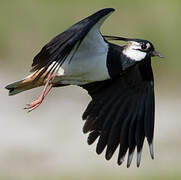 Northern Lapwing