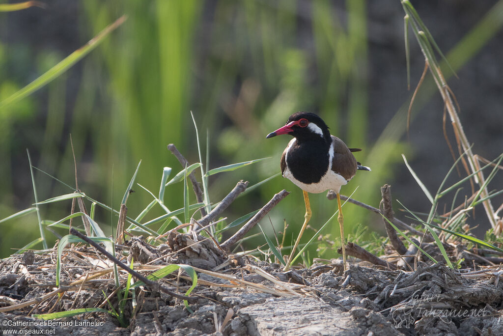 Red-wattled Lapwingadult