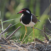 Red-wattled Lapwing