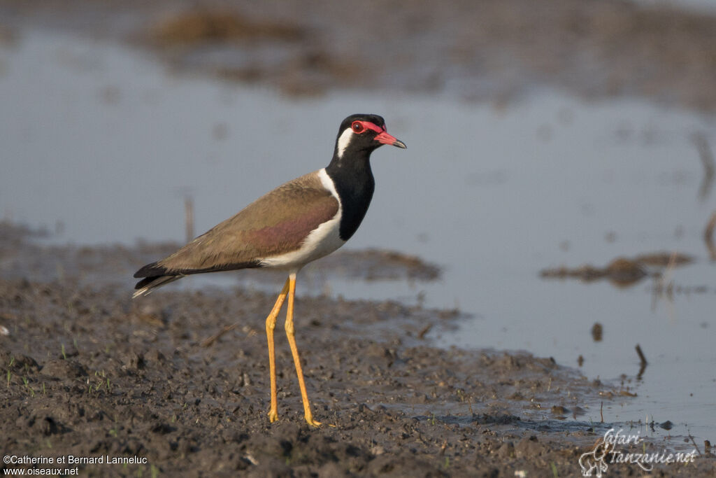 Red-wattled Lapwingadult, identification