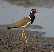 Red-wattled Lapwing