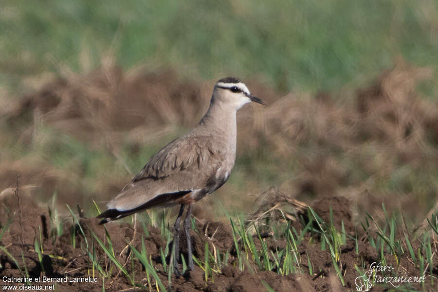 Sociable Lapwing female adult breeding, identification