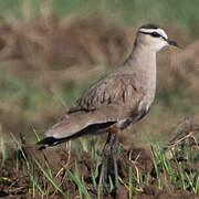 Sociable Lapwing