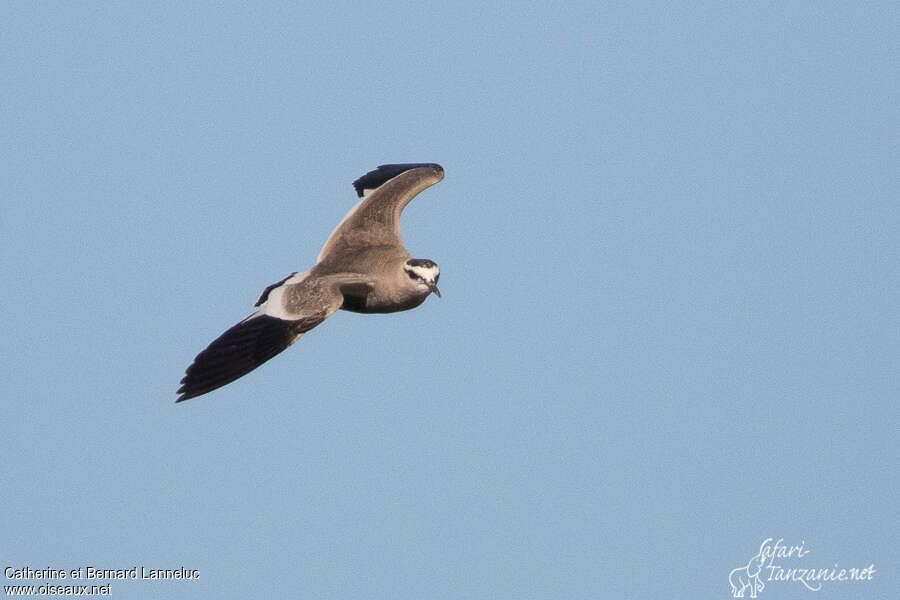 Sociable Lapwingadult breeding, Flight