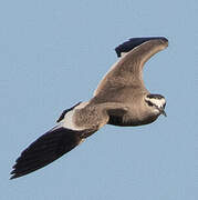 Sociable Lapwing