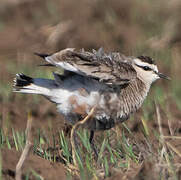 Sociable Lapwing