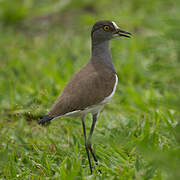 Senegal Lapwing