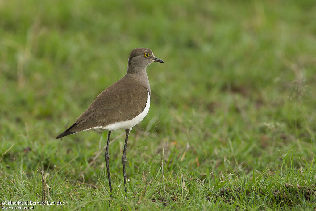 Senegal Lapwingadult, identification