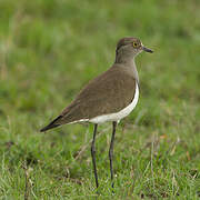 Senegal Lapwing