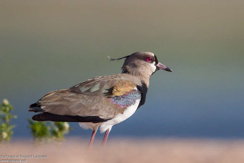 Vanneau téroadulte, identification