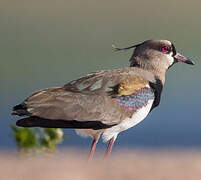 Southern Lapwing