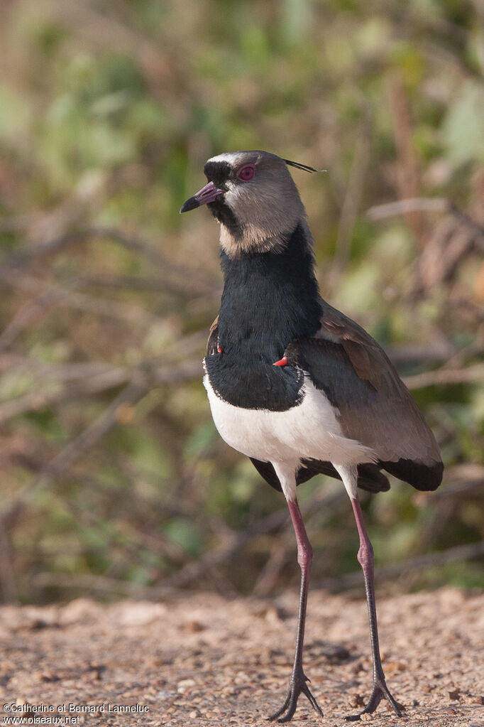 Southern Lapwingadult, identification