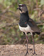 Southern Lapwing