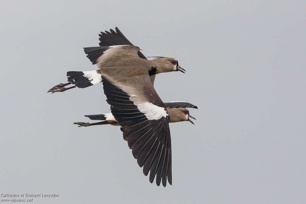 Southern Lapwingadult, Flight