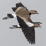 Southern Lapwing