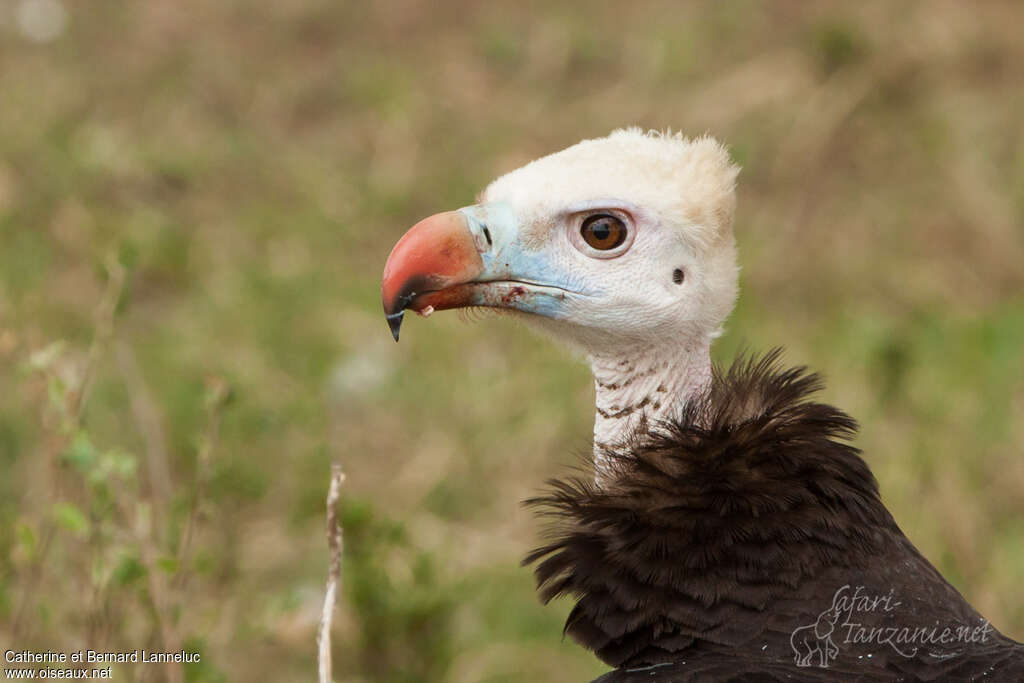 Vautour à tête blancheadulte, portrait