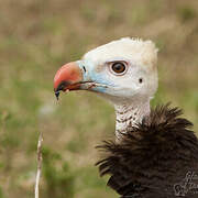 White-headed Vulture